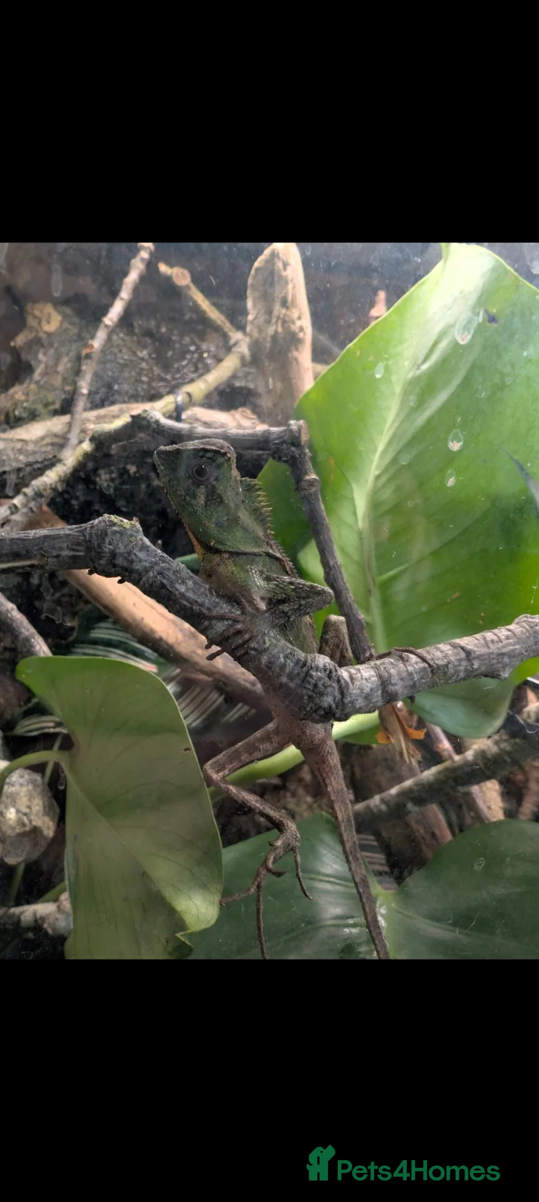 Lizard reptiles for sale: Gonocephalus kuhlii (angle head lizard) with full  in Eastbourne - Advert 4