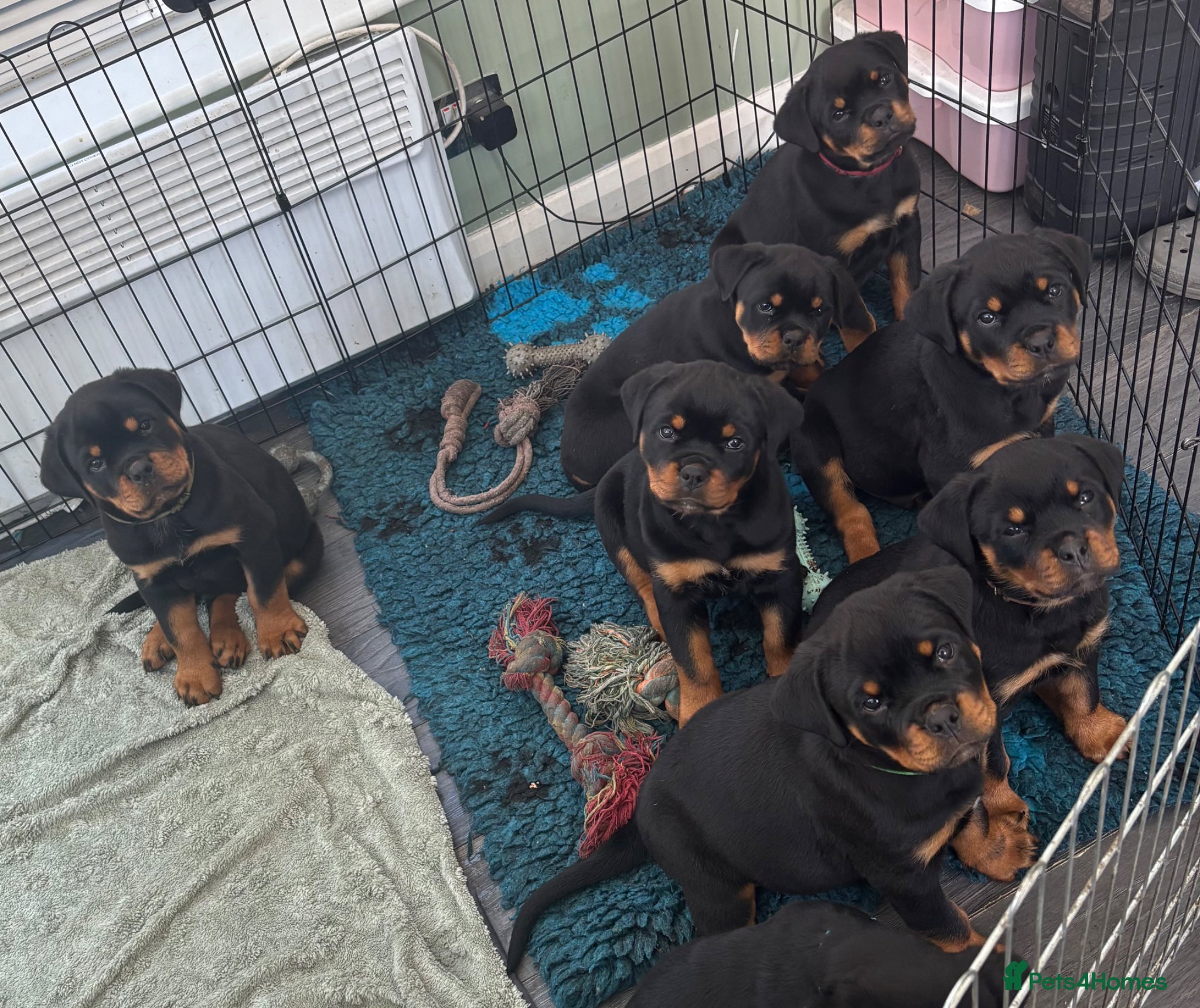 Rottweiler dogs Beautiful Rottweiler Puppies Available  - Advert 6