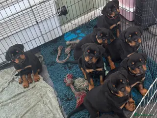 Rottweiler dogs Beautiful Rottweiler Puppies Available - Advert 6