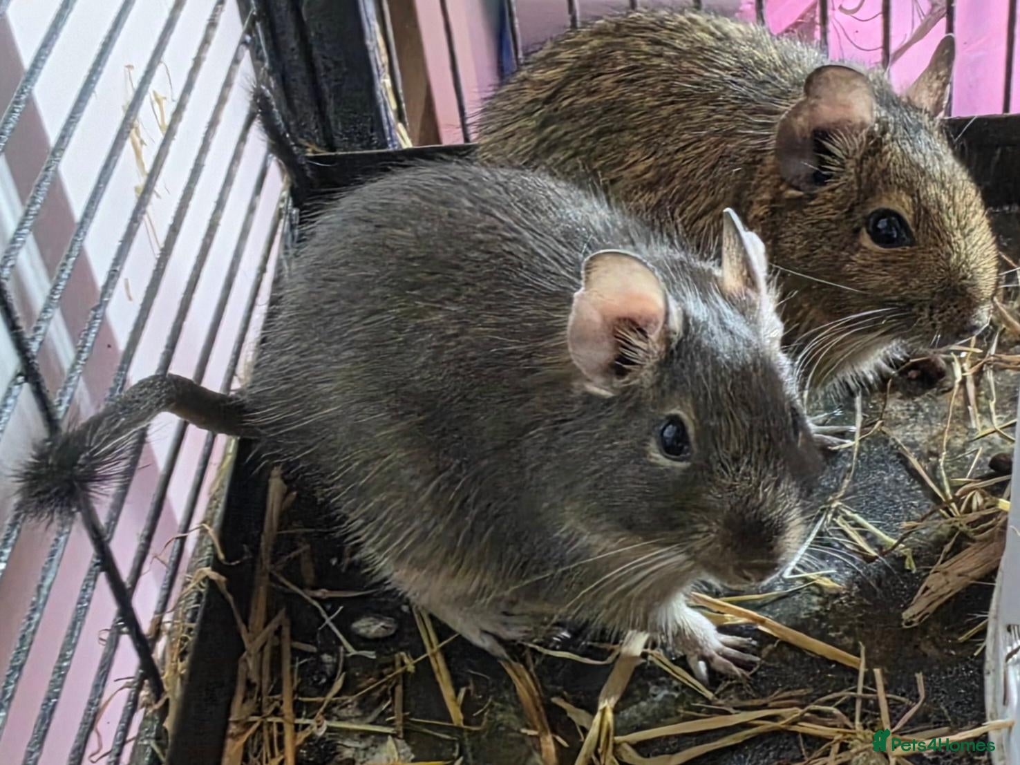 Degus rodents Adorable Female Degus - Advert 12