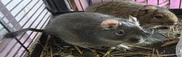 Degus rodents for sale: Adorable Female Degus - Advert 1