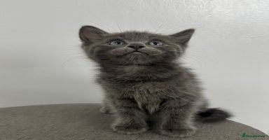 Mixed Breed cats - Advert 13