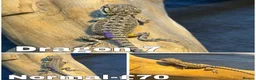 Bearded Dragon reptiles for sale: Bearded Dragons Ready To Reserve - Advert 7