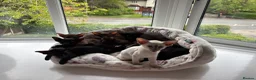 Oriental cats for sale: ORIENTAL and SIAMESE Adorable kittens - Advert 5