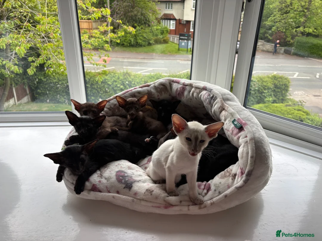 Oriental cats for sale: ORIENTAL and SIAMESE Adorable kittens - Advert 5