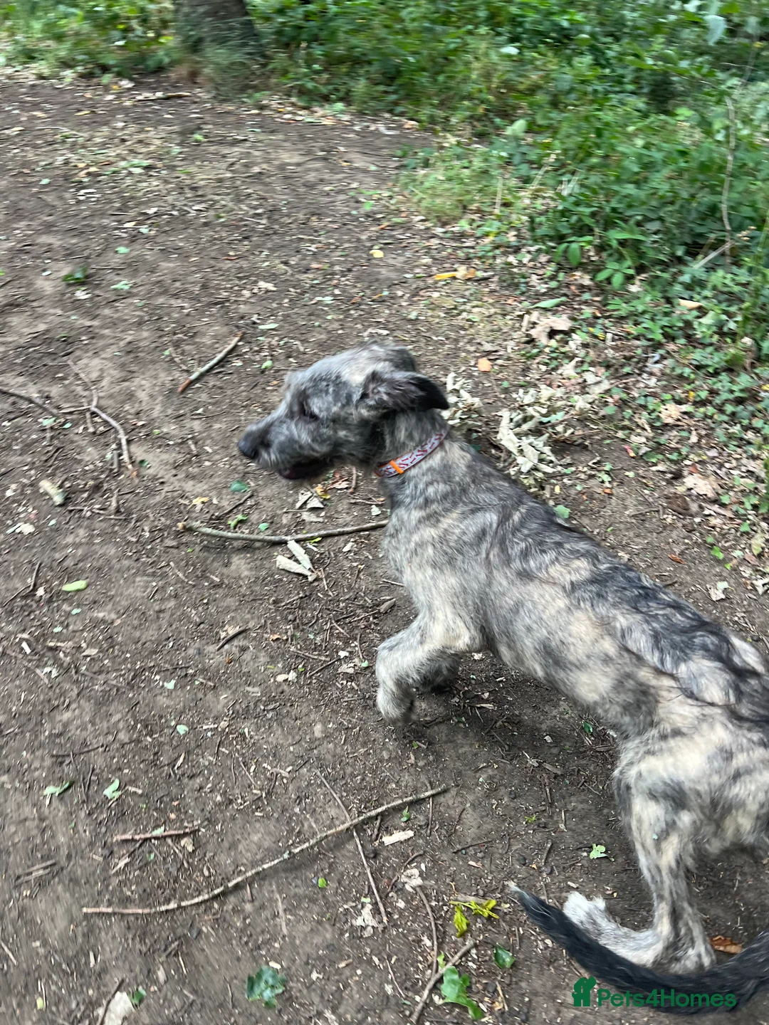 Irish Wolfhound dogs for sale: HEALTH TESTED KC Reg Irish Wolfhound Male - Advert 2