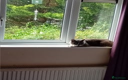 British Shorthair cats for sale: Munchkin  - Image 7