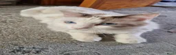 Ragdoll cats for sale: 1 year old ragdoll for sale - Advert 5