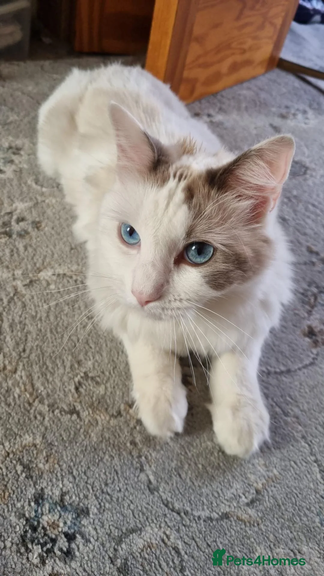 Ragdoll cats for sale: 1 year old ragdoll for sale - Advert 5