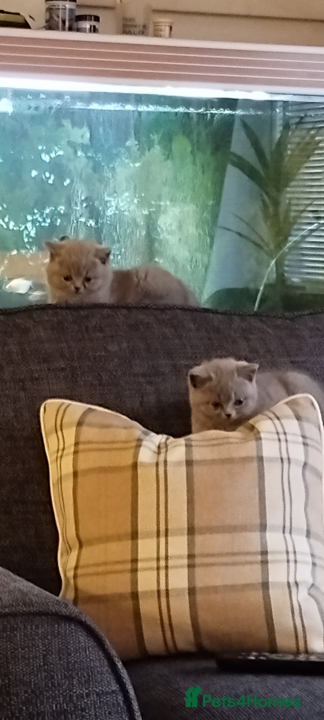 British Shorthair cats for sale: British shorthair kittens  - Image 5