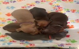 Miniature Dachshund dogs for sale: Miniature dachshunds  - Image 7