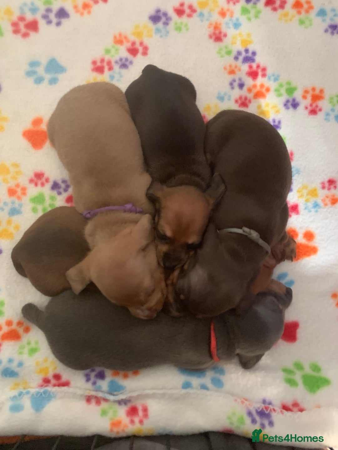 Miniature Dachshund dogs for sale: Miniature dachshunds  - Image 7
