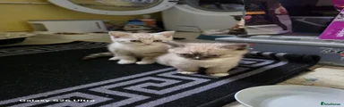 Mixed Breed 1