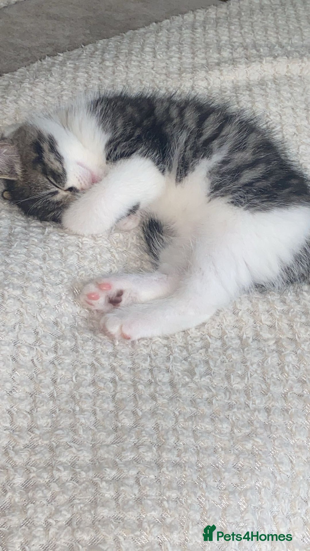 Bengal cats for sale: kitten  - Image 1