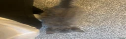 Mixed Breed cats for sale: Gray silver and tabby kittens for sale! - Advert 34