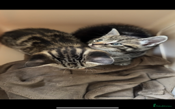 Bengal cats for sale: Two tabby kittens - Image 5
