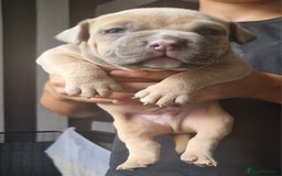 American Bully dogs for sale: Pocket bully pups  - Image 2