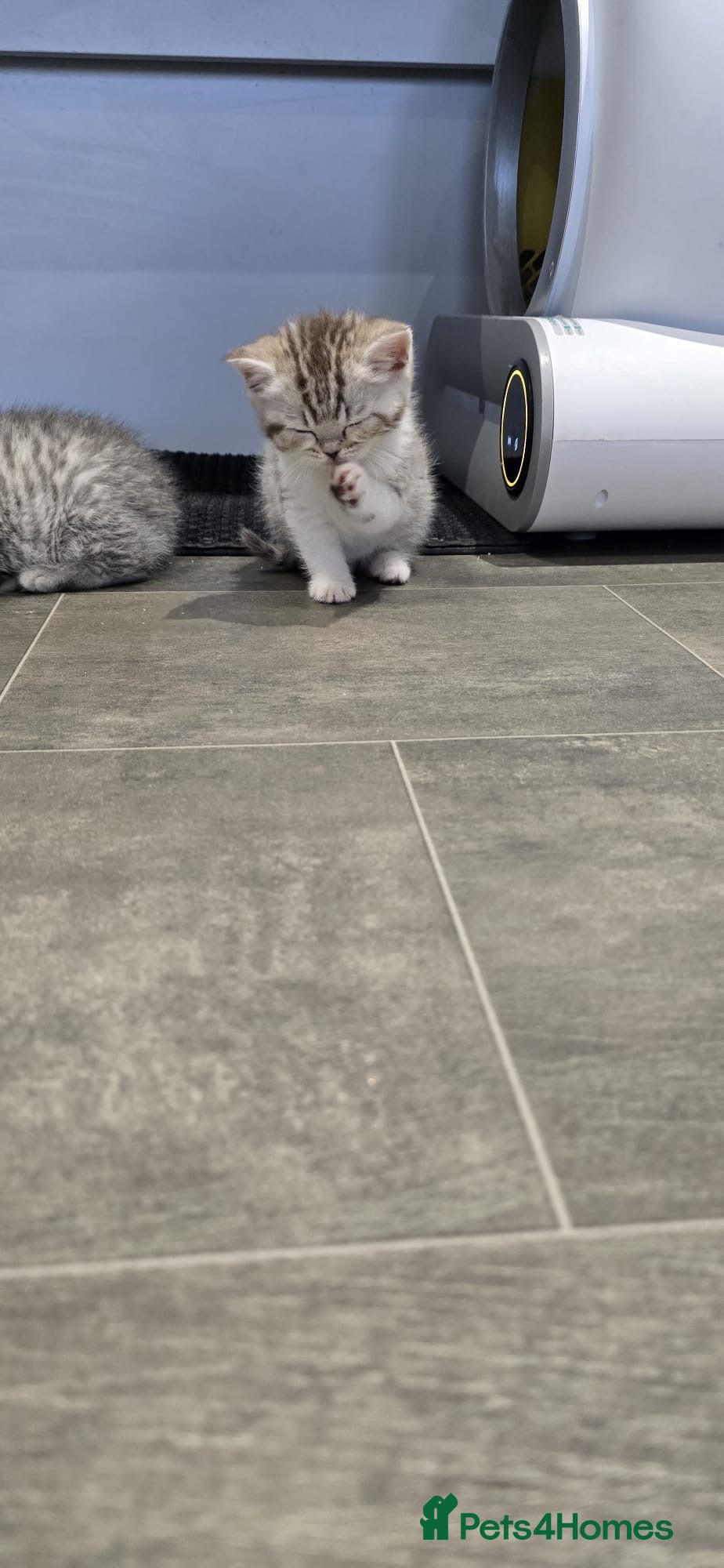 Scottish Fold cats For sale Scottish fold  kittens. 700£ or 600 - Advert 7