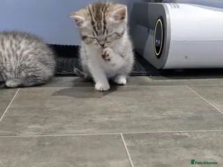 Scottish Fold cats For sale Scottish fold kittens. 700£ or 600 - Advert 7