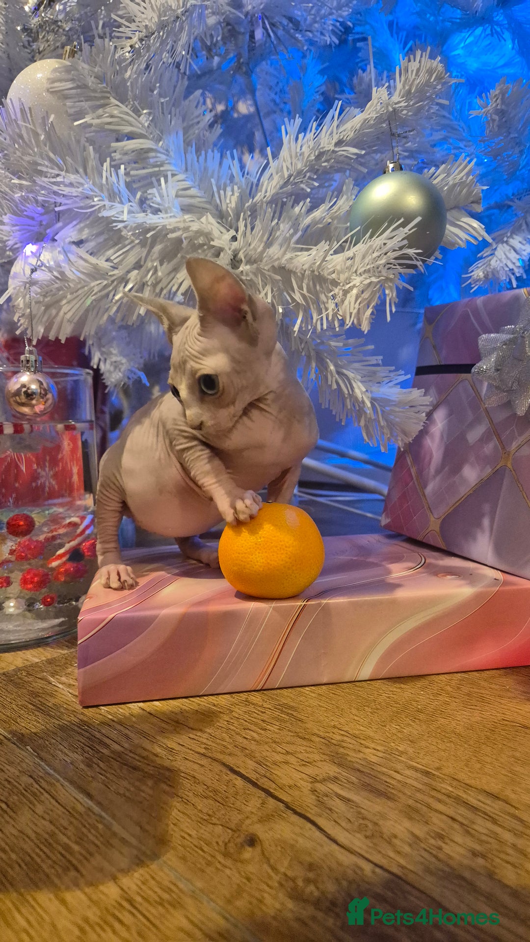Sphynx cats for sale: Exclusive Sphynx Kittens Looking for Forever Homes - Advert 4