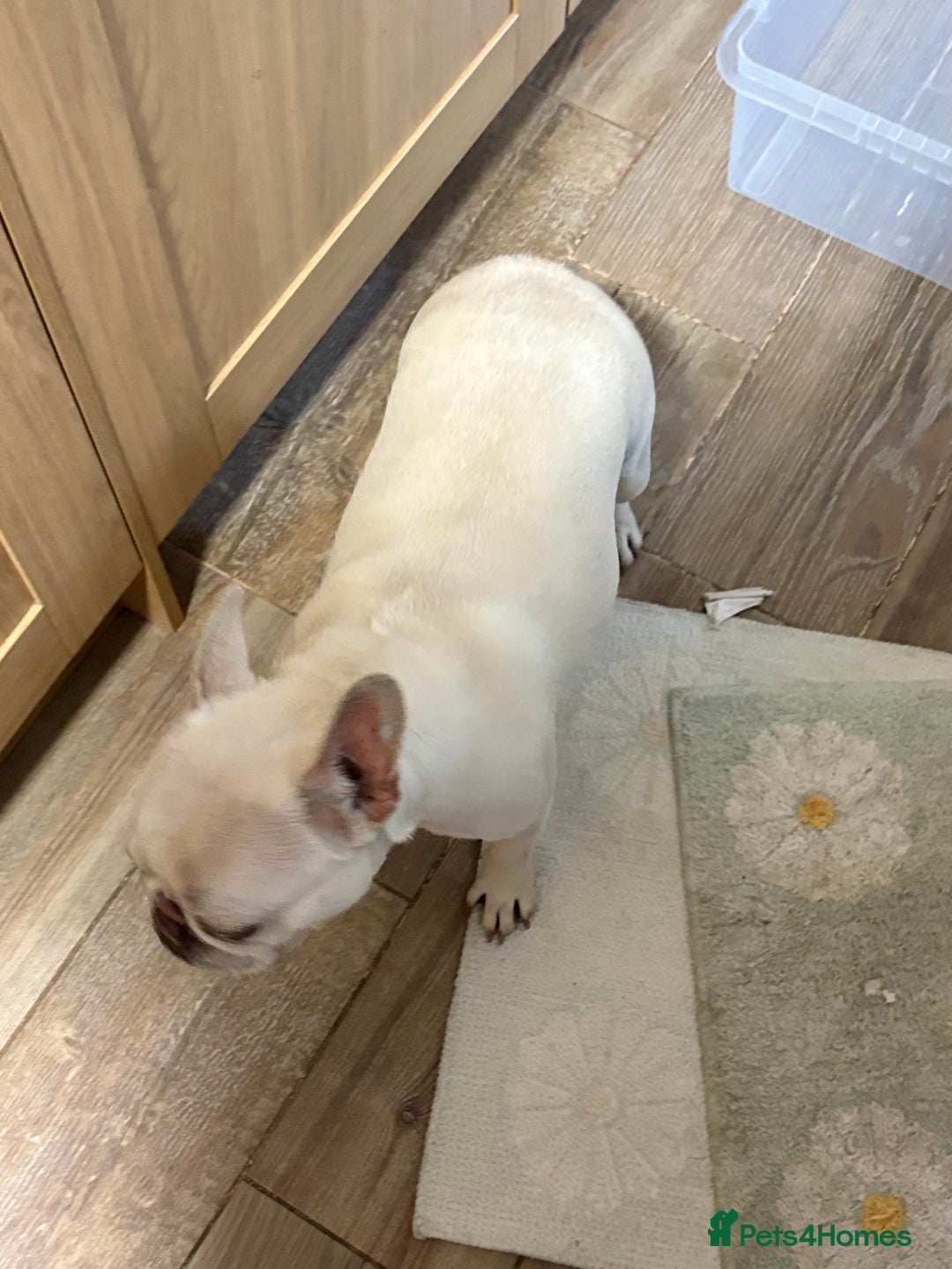 French Bulldog dogs for sale: Purebred French Bulldog – 2 Years Old (Female) - Image 6