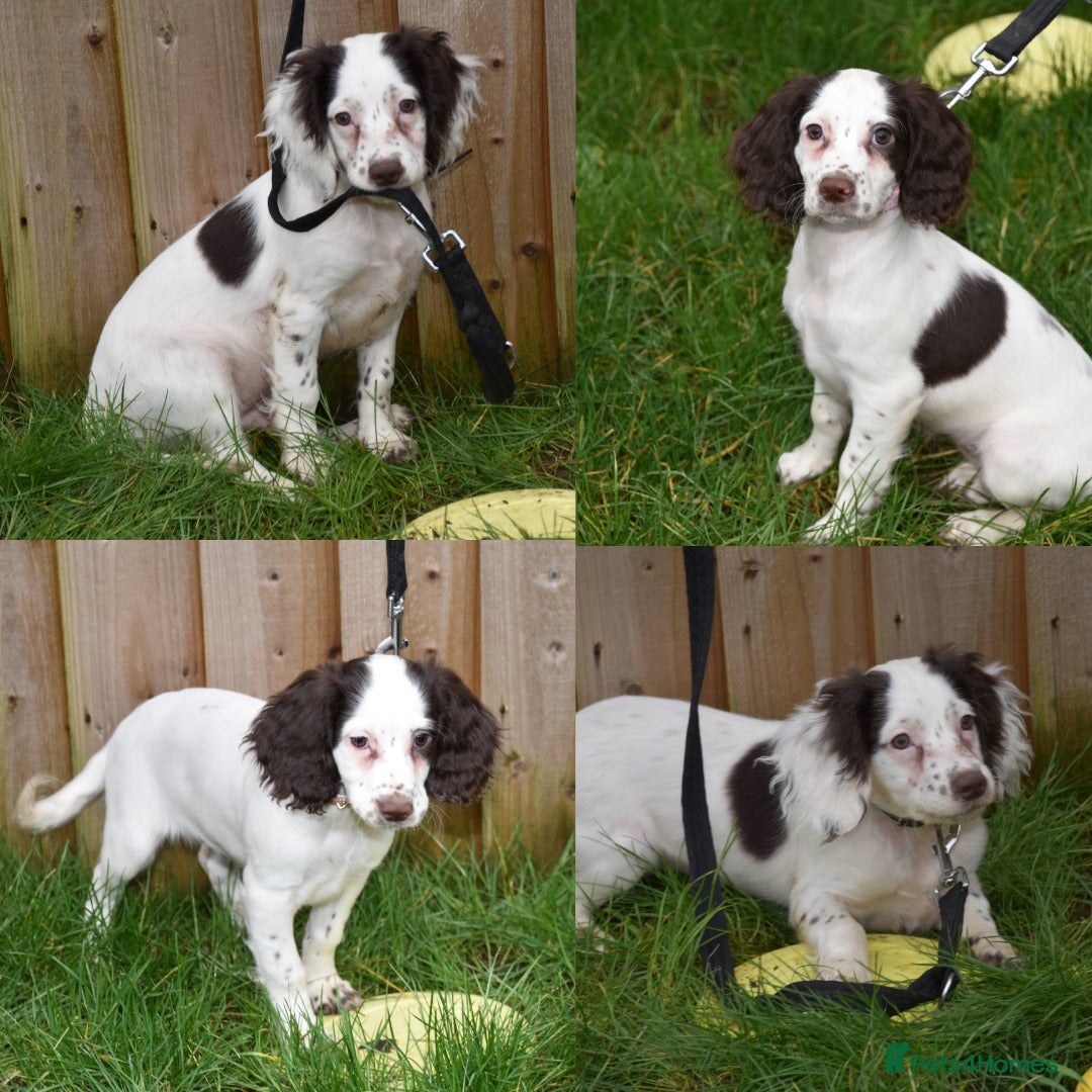 Cocker Spaniel dogs Ready Now Kc Reg Health Tested - Advert 5