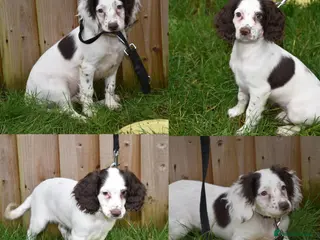 Cocker Spaniel dogs Ready Now Kc Reg Health Tested - Advert 2