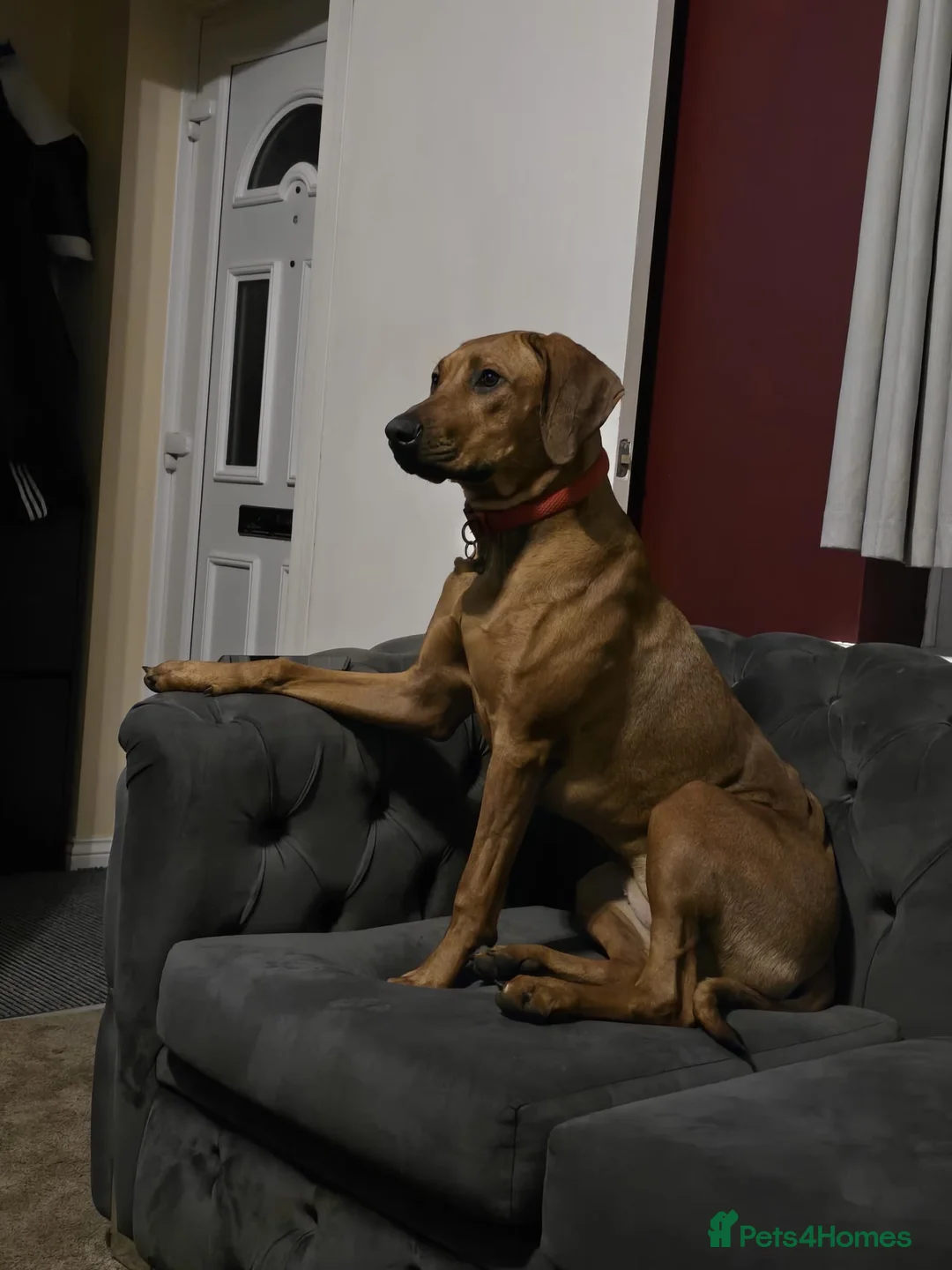 Rhodesian Ridgeback dogs for sale: Rodhisian ridgeback - Advert 1