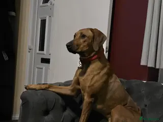 Rhodesian Ridgeback dogs Rodhisian ridgeback - Advert 13