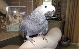 Parrots birds for sale: Baby African Grey Parrot with White Toe and Clawer - Image 1