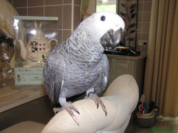 Parrots birds - Advert 1