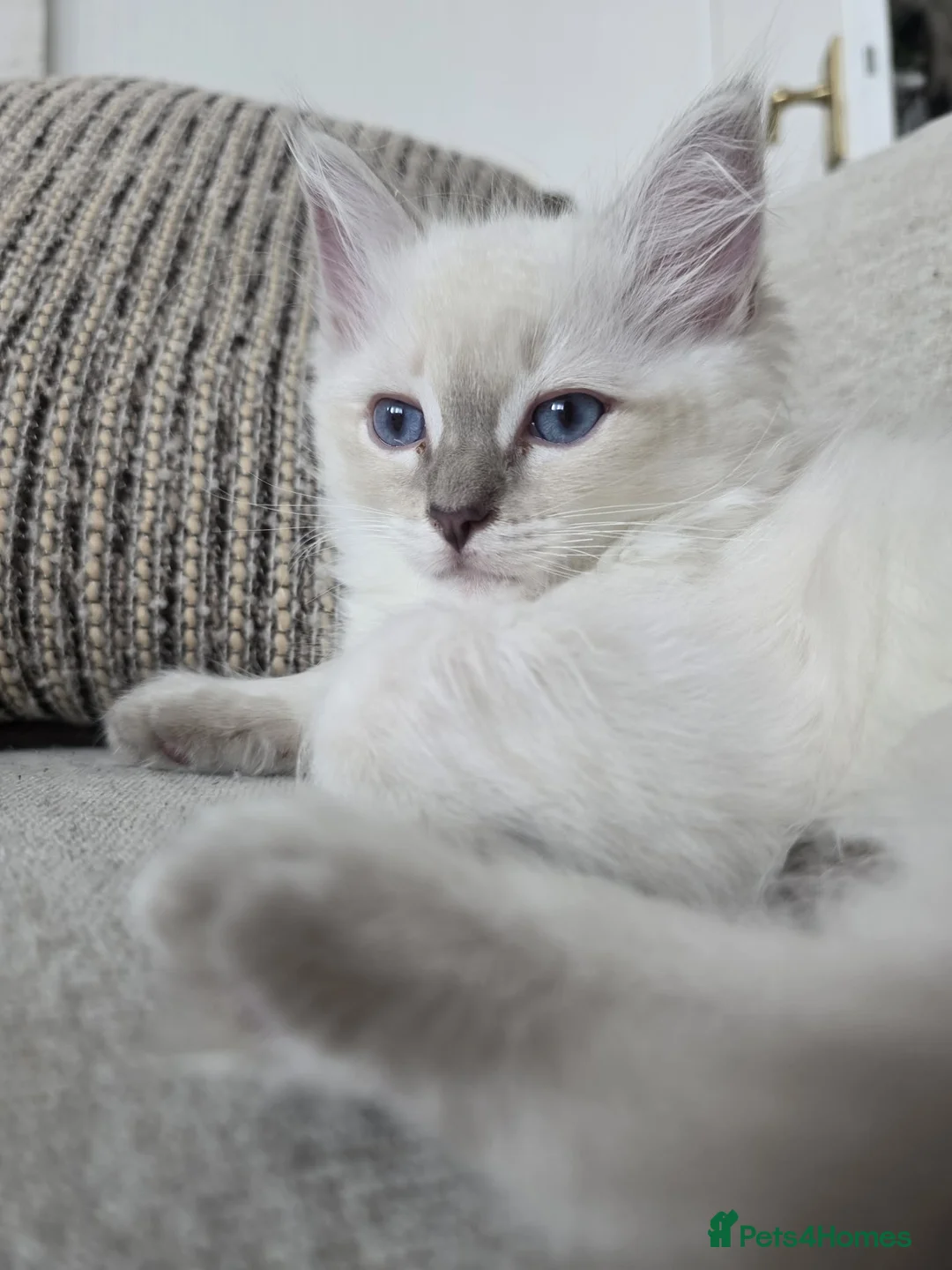 Ragdoll cats for sale: ✨ ONE LILAC LEFT | LILAC LITTER GCCF&TICA✨ - Advert 2