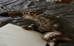 Bengal cats for sale: Garf unneutered male  - Image 7