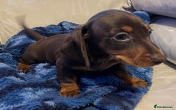 Dachshund dogs for sale: Stunning dachshund puppy  - Image 3