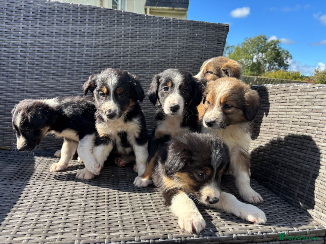 Border Collie dogs for sale: Beautiful Collie Puppies❤️ - Image 9