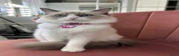 Ragdoll cats for sale: Beautiful gccf reg Rsgdoll boy - Advert 12