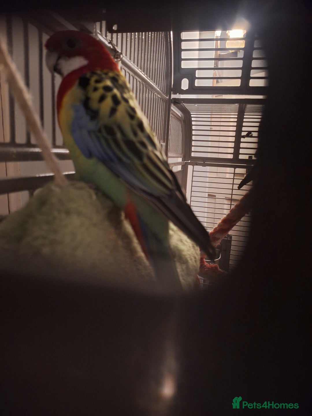 Parrots birds for sale: Eastern rosella - Image 2