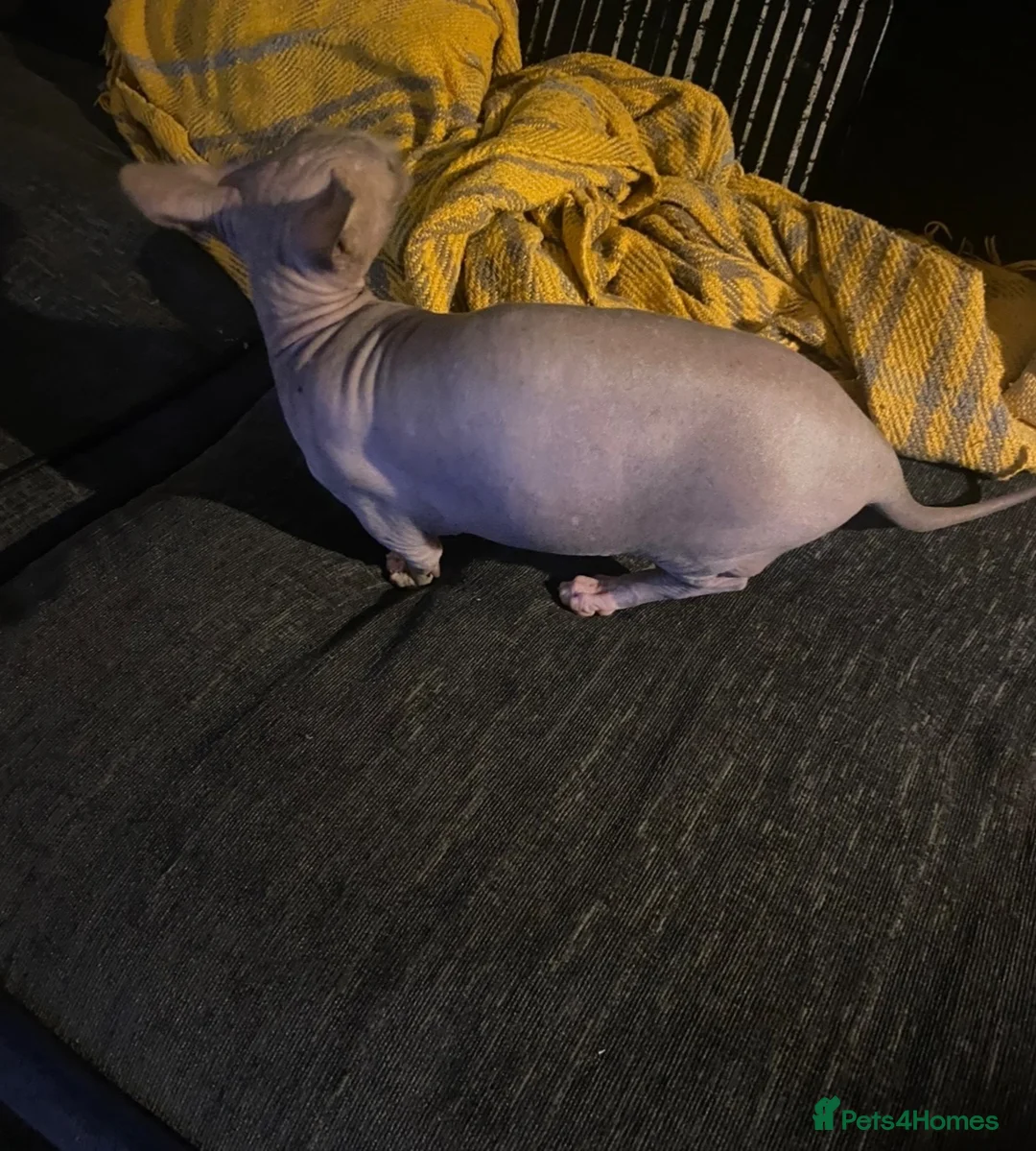 Sphynx cats for sale: Bambino female for sale  - Advert 4