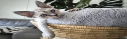 Devon Rex cats for sale: Devon Rex💕Blue Point Lynx Girl🩷 - Advert 4