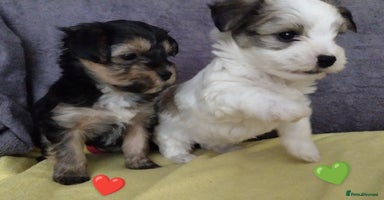 Morkie dogs - Advert 3