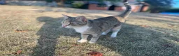 Mixed Breed cats for sale: Beautiful tabby mixed coloured cat - Advert 6
