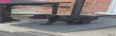 Labrador Retriever 3