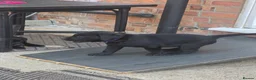 Labrador Retriever dogs for sale: Labrador puppies looking for their forever home - Advert 5