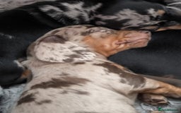 Dachshund dogs for sale: Miniature smooth hair dachshund  - Image 4