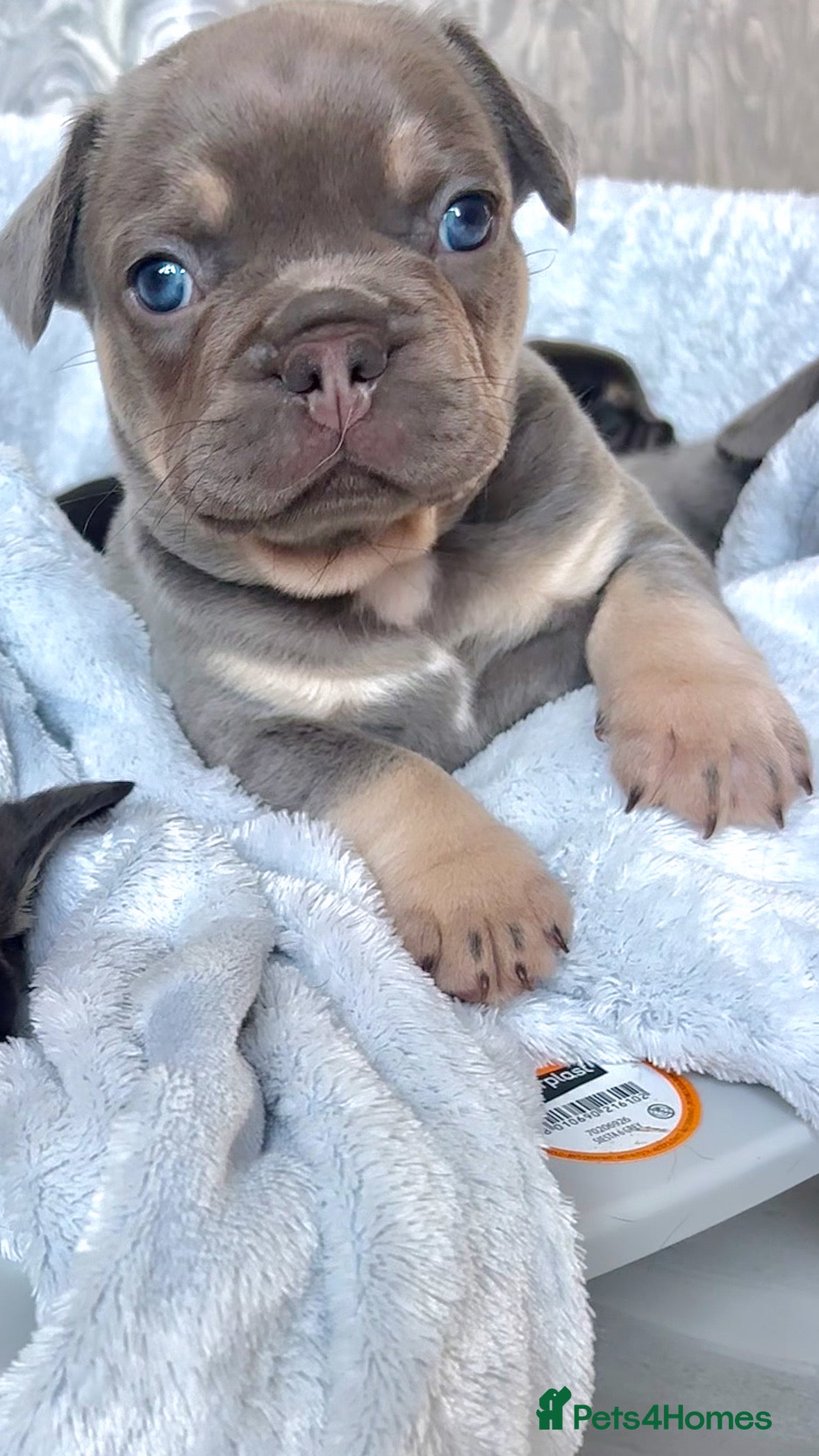 French Bulldog dogs 🤎🐻 Beautiful Quality Baby Dogs 🐻🤎 - Advert 15