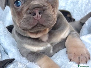 French Bulldog dogs 🤎🐻 Beautiful Quality Baby Dogs 🐻🤎 - Advert 15