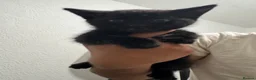 Mixed Breed cats for sale: Kittens for sale!  - Advert 21