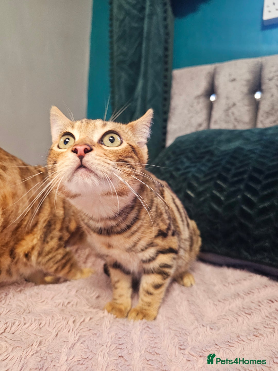 Bengal cats for sale: Bengal kitten male - Advert 4