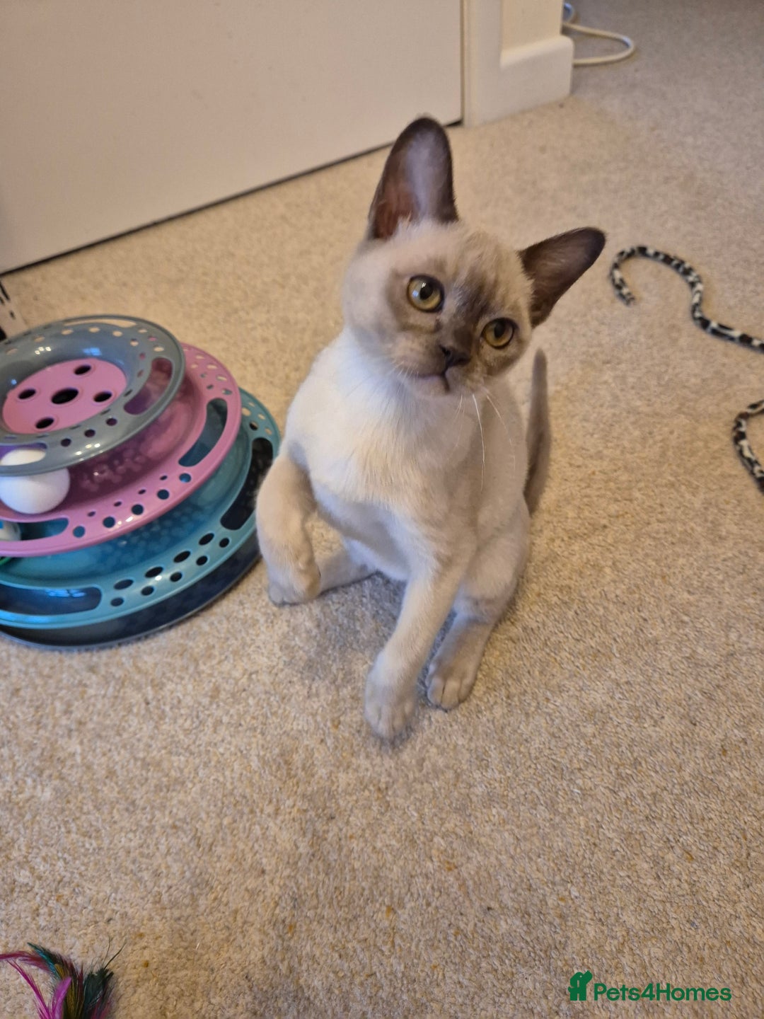 Burmese cats for sale: Beautiful Chocolate Female Burmese Kitten - Advert 3