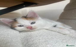 Mixed Breed cats for sale: 3 12-week old kittens available - Image 3